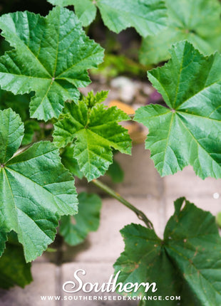 Lady’s Mantle – 50 Seeds