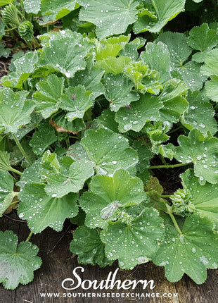 Lady’s Mantle – 50 Seeds