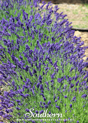 Hidcote Lavender – 50 Seeds