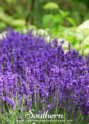 Hidcote Lavender – 50 Seeds
