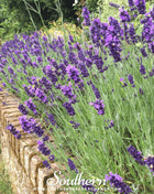 Hidcote Lavender – 50 Seeds