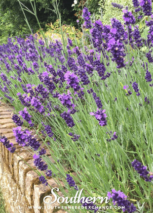 Hidcote Lavender – 50 Seeds