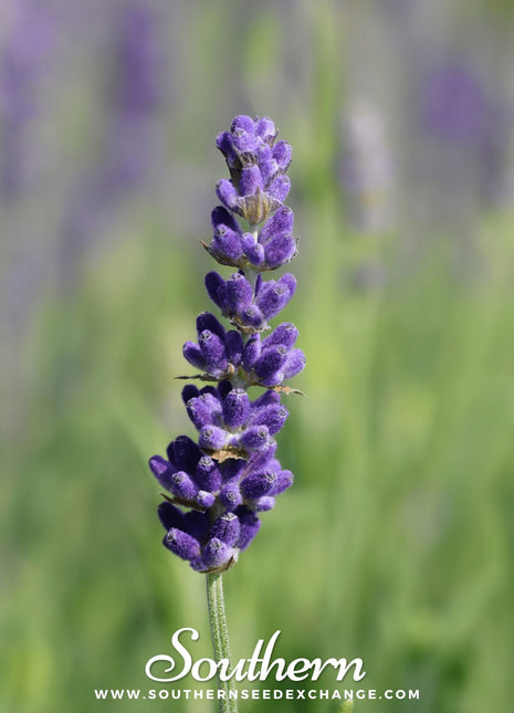 Hidcote Lavender – 50 Seeds