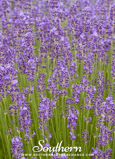 Munstead Lavender – 50 Seeds
