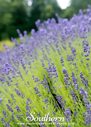 Munstead Lavender – 50 Seeds