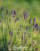 Munstead Lavender – 50 Seeds