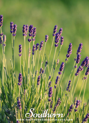 Munstead Lavender – 50 Seeds