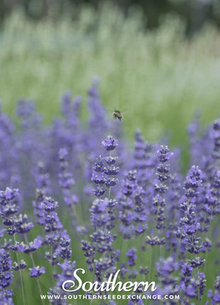 Munstead Lavender – 50 Seeds