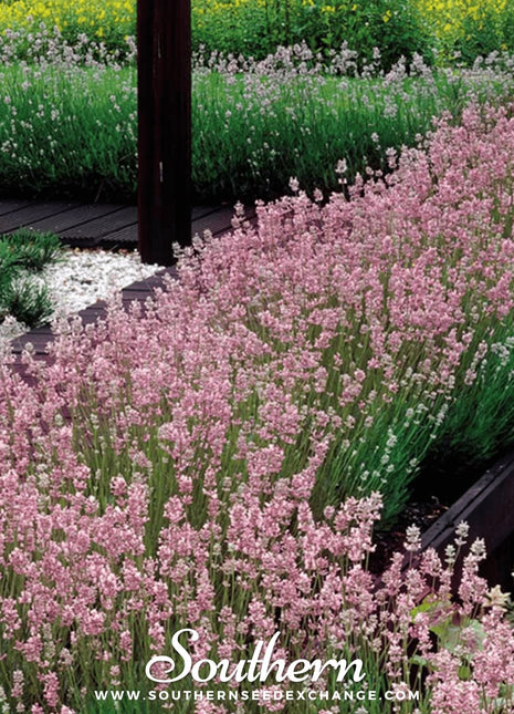 Pink Lavender – 20 Seeds