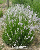 Pink Lavender – 20 Seeds