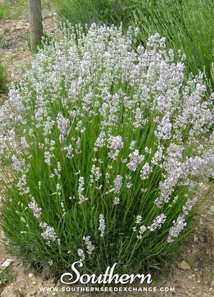 Pink Lavender – 20 Seeds