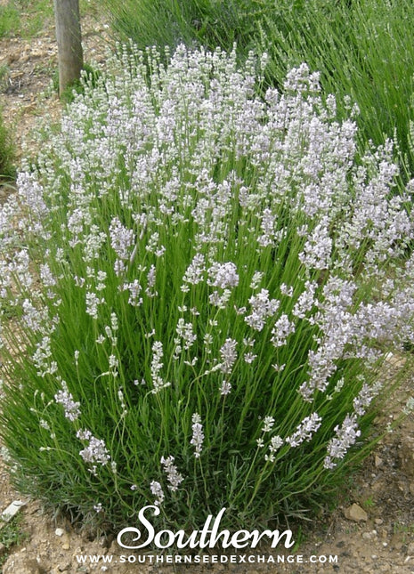 Pink Lavender – 20 Seeds