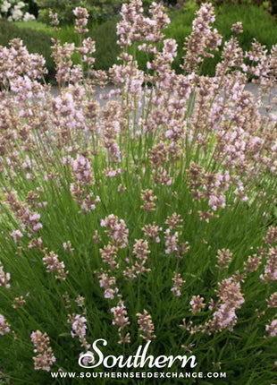 Pink Lavender – 20 Seeds