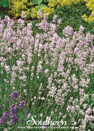 Pink Lavender – 20 Seeds