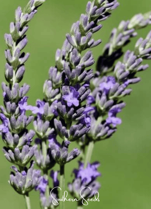 Spike Lavender – 100 Seeds