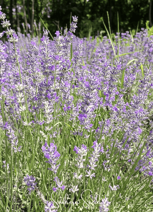 Spike Lavender – 100 Seeds