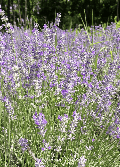 Spike Lavender – 100 Seeds