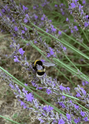 Spike Lavender – 100 Seeds
