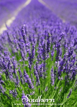 Vera Lavender – 100 Seeds