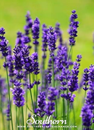 Vera Lavender – 100 Seeds