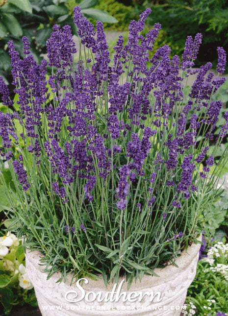 Vera Lavender – 100 Seeds