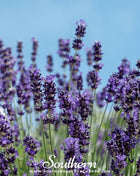 Vera Lavender – 100 Seeds