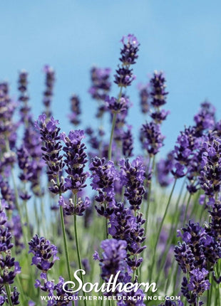 Vera Lavender – 100 Seeds