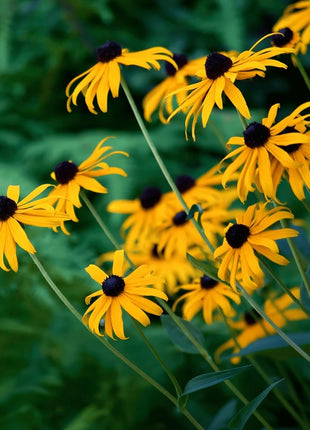 Black Eyed Susans – 100 Seeds