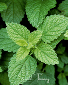 Lemon Balm – 100 Seeds