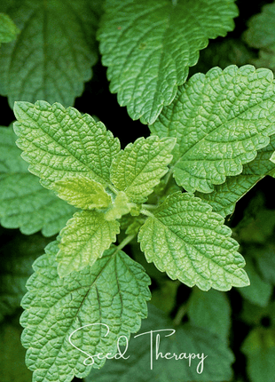 Lemon Balm – 100 Seeds