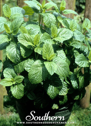 Lemon Balm – 100 Seeds