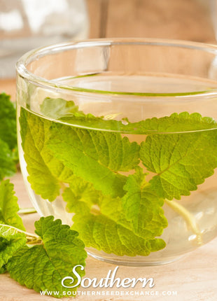 Lemon Balm – 100 Seeds