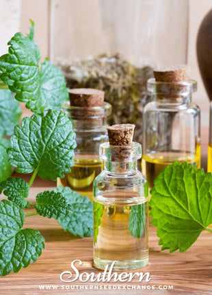 Lemon Balm – 100 Seeds