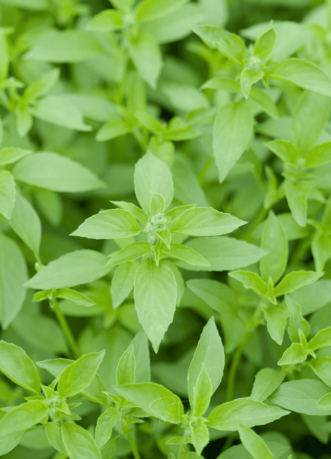 Lemon Basil – 250 Seeds
