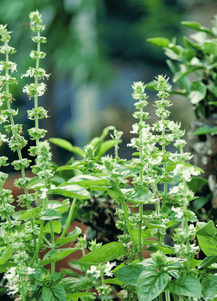 Lemon Basil – 250 Seeds