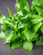 Lemon Basil – 250 Seeds
