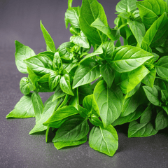 Collection image for: Basil
