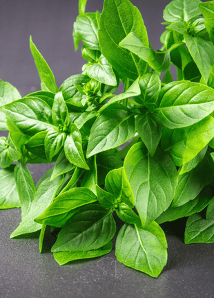 Lemon Basil – 250 Seeds