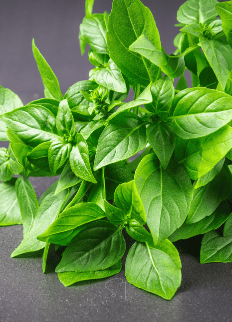 Lemon Basil – 250 Seeds