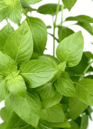 Lemon Basil – 250 Seeds
