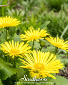 Leopard’s Bane – 50 Seeds