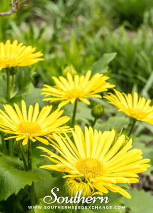 Leopard’s Bane – 50 Seeds