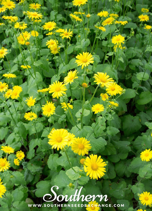 Leopard’s Bane – 50 Seeds