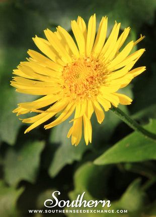 Leopard’s Bane – 50 Seeds