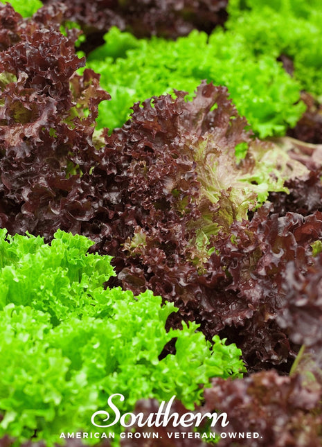 Mesclun Mix Lettuce – 500 Seeds