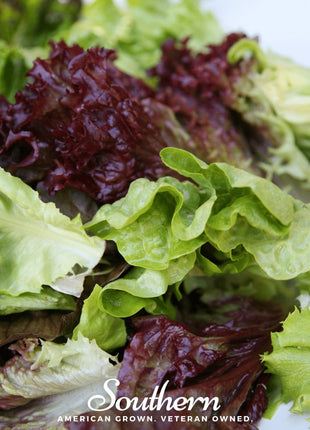 Mesclun Mix Lettuce – 500 Seeds