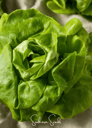 Tom Thumb Butterhead Lettuce – 500 Seeds