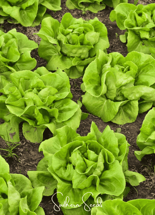 Tom Thumb Butterhead Lettuce – 500 Seeds