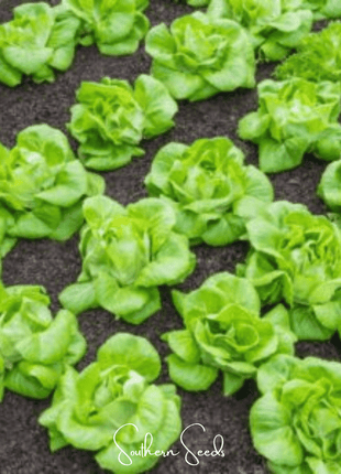 Tom Thumb Butterhead Lettuce – 500 Seeds