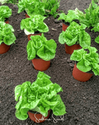 Tom Thumb Butterhead Lettuce – 500 Seeds